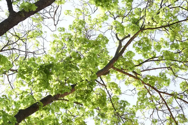 Arka planda yeşil yapraklı güzel ağaç taç, alçak açı manzaralı.