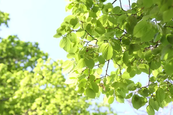 Arka planda yeşil yaprakları olan güzel ağaç taç, yakın plan.