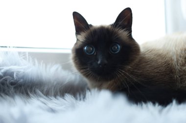 Evdeki pencere pervazında sevimli Tayland kedisi