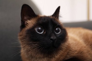 Bulanık arka planda sevimli Tayland kedisi, yakın plan