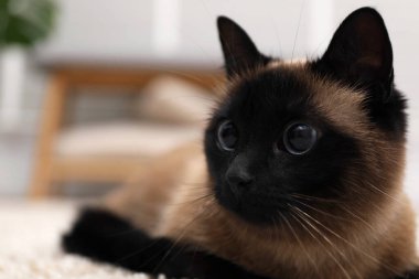 Bulanık arka planda sevimli Tayland kedisi, yakın plan. Metin için boşluk