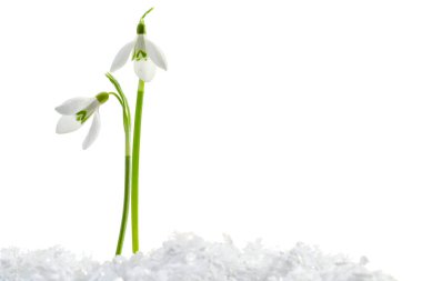 Beautiful snowdrops on snow against white background