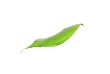 One fresh green Ruscus leaf isolated on white