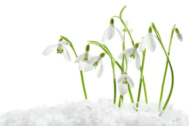 Beautiful snowdrops on snow against white background