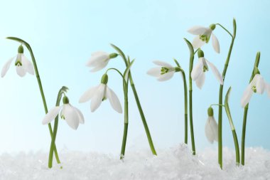 Açık mavi arkaplan üzerinde güzel kar damlaları, yakın plan