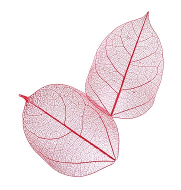 Güzel iskeletleşmiş yapraklar beyaz, üst manzara