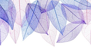 Güzel iskeletleşmiş yapraklar beyaz, üst manzara