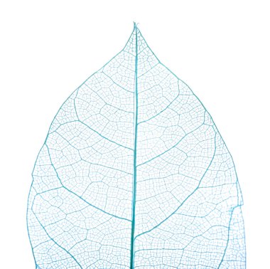 Güzel iskeletleşmiş yaprak beyaza izole edilmiş, üst manzara