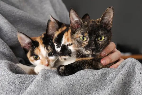 Evde sevimli kedileri olan bir kadın, yakın plan.