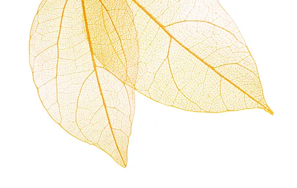 Güzel iskeletleşmiş yapraklar beyaz, üst manzara