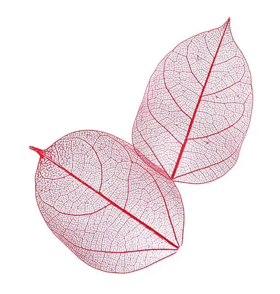 Güzel iskeletleşmiş yapraklar beyaz, üst manzara