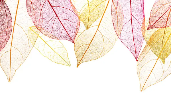 Güzel iskeletleşmiş yapraklar beyaz, üst manzara