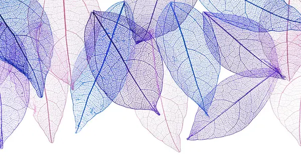 Güzel iskeletleşmiş yapraklar beyaz, üst manzara