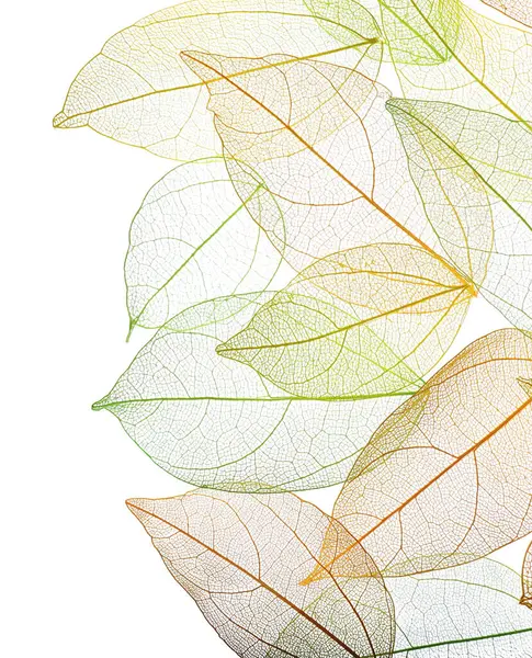 Güzel iskeletleşmiş yapraklar beyaz, üst manzara