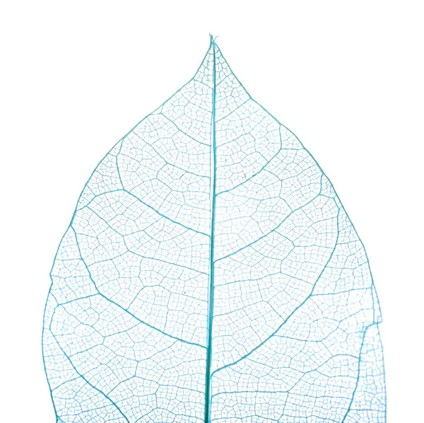 Güzel iskeletleşmiş yaprak beyaza izole edilmiş, üst manzara