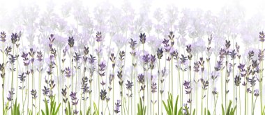 Beyaz arkaplanda güzel lavanta çiçekleri, seçici odak