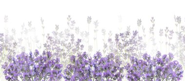 Beyaz arkaplanda güzel lavanta çiçekleri, seçici odak