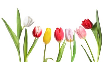 Beyaz arka planda farklı güzel lale çiçekleri, set