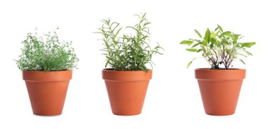 Farklı aromatik otlar kil kaplarda izole edilmiş beyaz, set