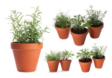 Farklı aromatik otlar kil kaplarda izole edilmiş beyaz, set