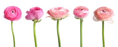 Güzel ranunculus çiçekleri beyaz renkte izole edilmiş.