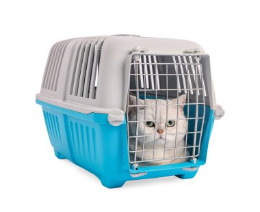 Evcil hayvan taşıyıcısındaki şirin kedi beyazda izole edilmiş.