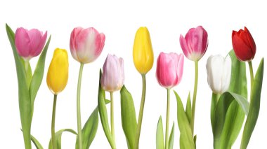 Beyaz arka planda farklı güzel lale çiçekleri, set