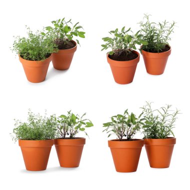 Farklı aromatik otlar kil kaplarda izole edilmiş beyaz, set