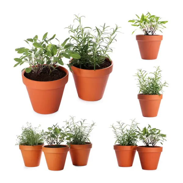 Farklı aromatik otlar kil kaplarda izole edilmiş beyaz, set