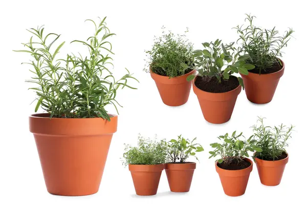 Farklı aromatik otlar kil kaplarda izole edilmiş beyaz, set