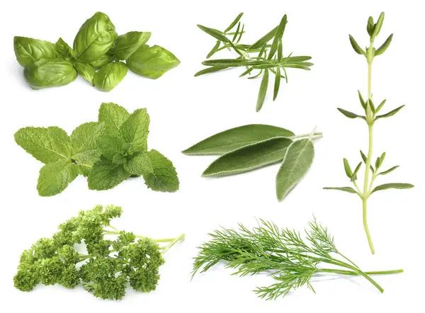 Beyaza izole edilmiş farklı otlar.