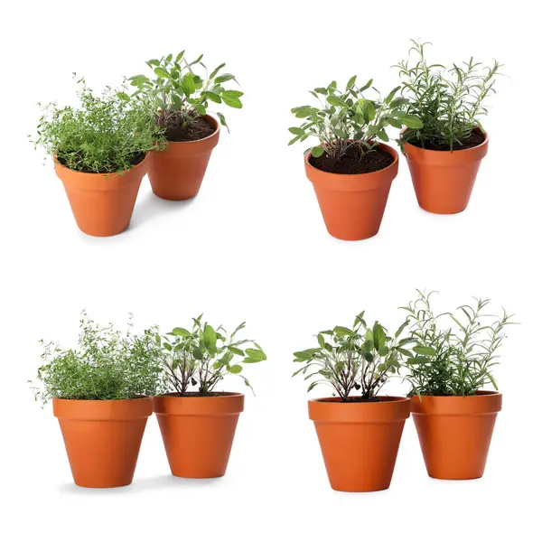 Farklı aromatik otlar kil kaplarda izole edilmiş beyaz, set