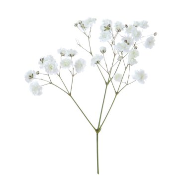 Beyaz arka planda güzel narin çigila çiçeği