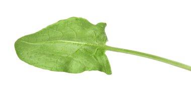 Bir taze yeşil kuş yaprağı beyaza izole edilmiş.