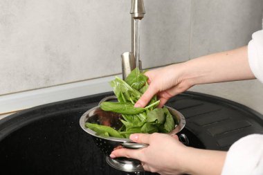 Kadın musluk suyunun altında taze kuş yapraklarını yıkıyor. Lavabonun üstünde, yakın plan.
