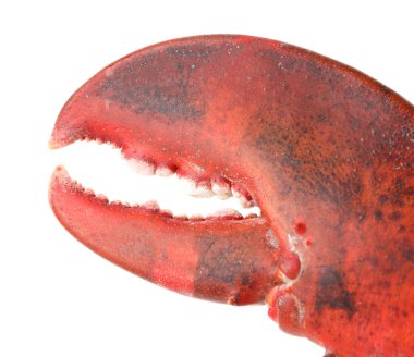 Bir taze ıstakoz pençesi beyaza izole edilmiş.