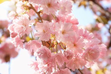 Gökyüzüne karşı pembe çiçeklerle çiçek açan güzel sakura ağacı, yakın plan.