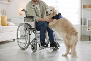Tekerlekli sandalyedeki adam, servis köpeği evde, yakın plan.