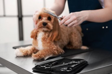 Kapalı mekanda köpek kılı kesen kadın, seçici odaklanma. Hayvan bakımı.