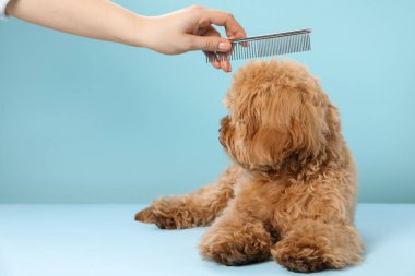 Groomer açık mavi arka planda sevimli köpeğin tüylerini tarıyor, yakın plan. Metin için boşluk