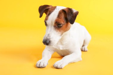 Sarı arka planda şirin Jack Russell Terrier köpeği