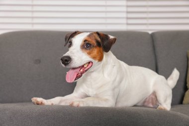 Şirin Jack Russell Terrier köpeği evdeki kanepede yatıyor.