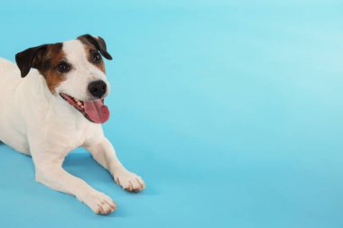 Açık mavi arka planda şirin Jack Russell Terrier köpeği. Metin için boşluk