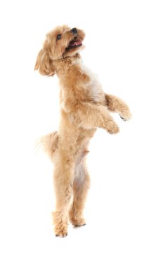 Beyaz arka planda sevimli bir Maltipoo köpeği. Sevimli hayvan