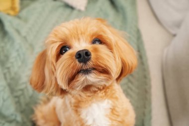 Evdeki kanepede oturan sevimli Maltipoo köpeği.