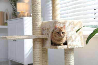 Evdeki evcil hayvan ağacında saklanan sevimli kedi.