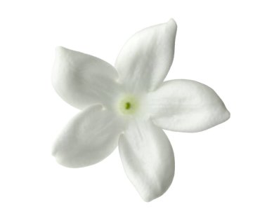 Güzel aromatik yasemin çiçeği beyazda izole edilmiş.