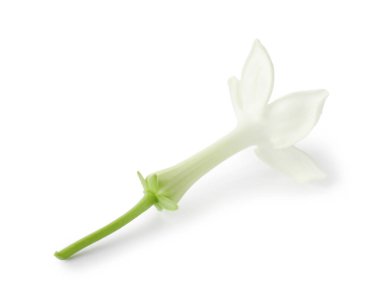 Güzel aromatik yasemin çiçeği beyazda izole edilmiş.