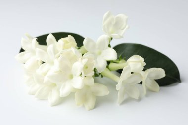 Beyaz arka planda güzel yasemin çiçekleri, yakın plan