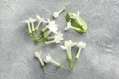 Güzel yasemin çiçekleri ve yeşil yaprak Gri masada, düz yatıyordu